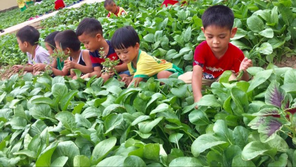 Vườn rau  của bé